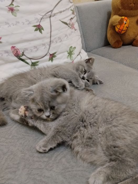 Сладкие, Британские котята, 2 месяца, домашние, приучены к лотку.