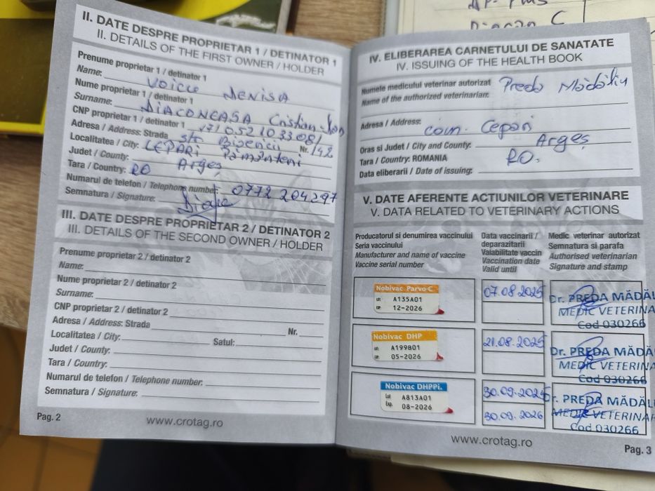 Fetiță pudel cu pedigree caută altă casă