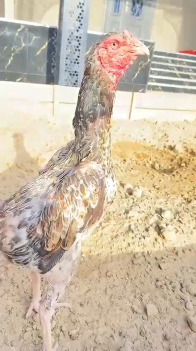 Дакан еки тауык зор зат