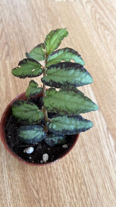 Комнатные растенич