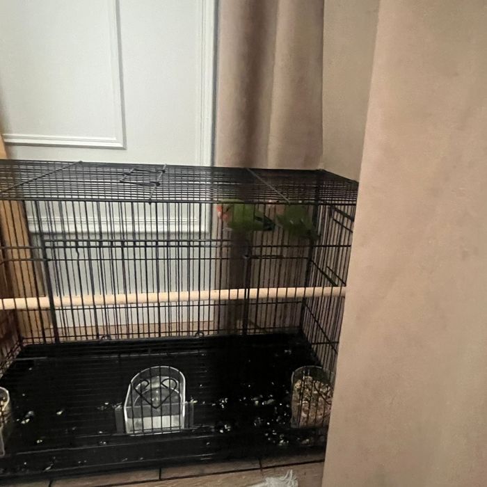 Неразлучник пара