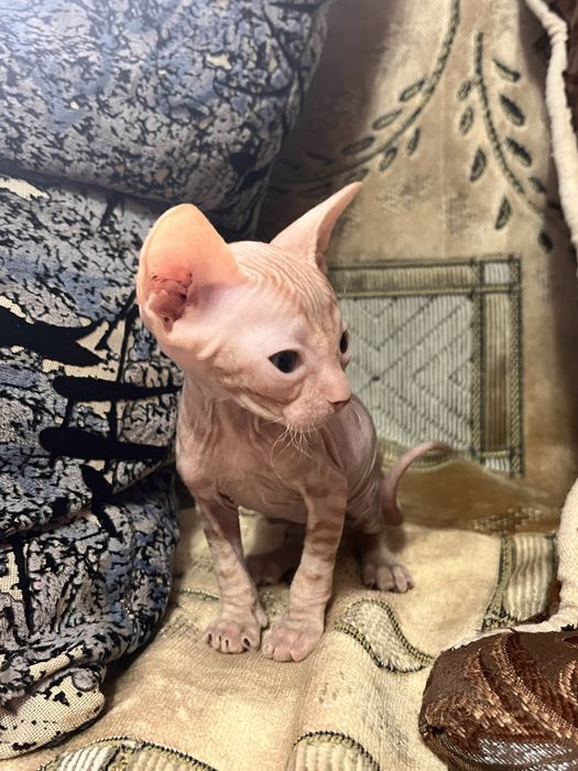 Котята канадского сфинкса
