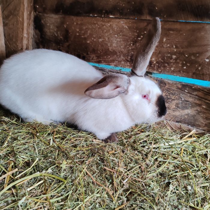 Iepuri uriaș transivania de vinzare