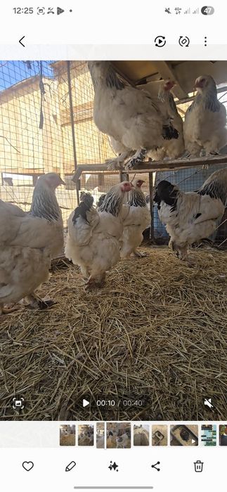 Брама мекен қораз