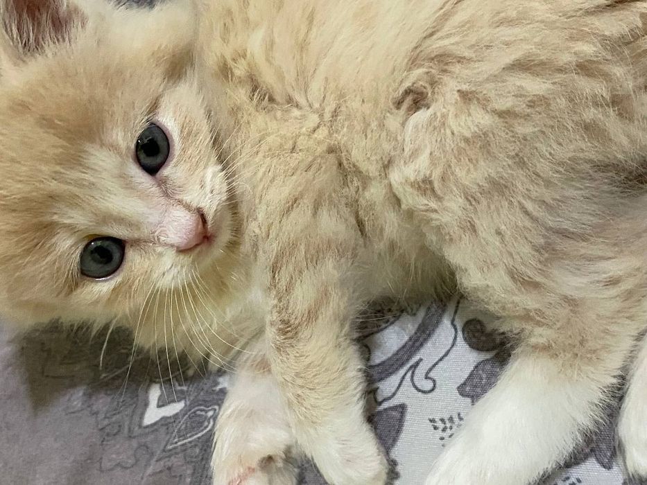 mushukcha british fold