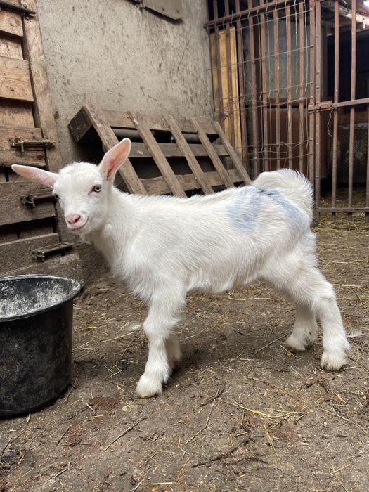 Super oferta de vanzare iezi sannen