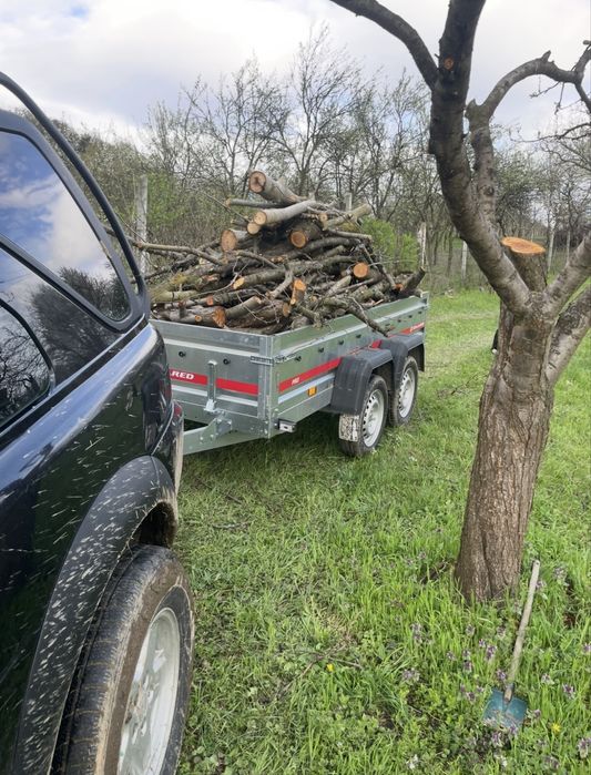 Servicii spații verzi – Baia Mare și împrejurimi