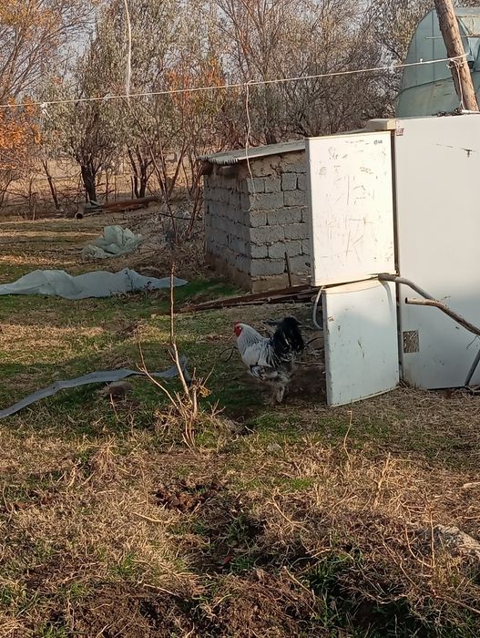 Тауық сатылады Брама