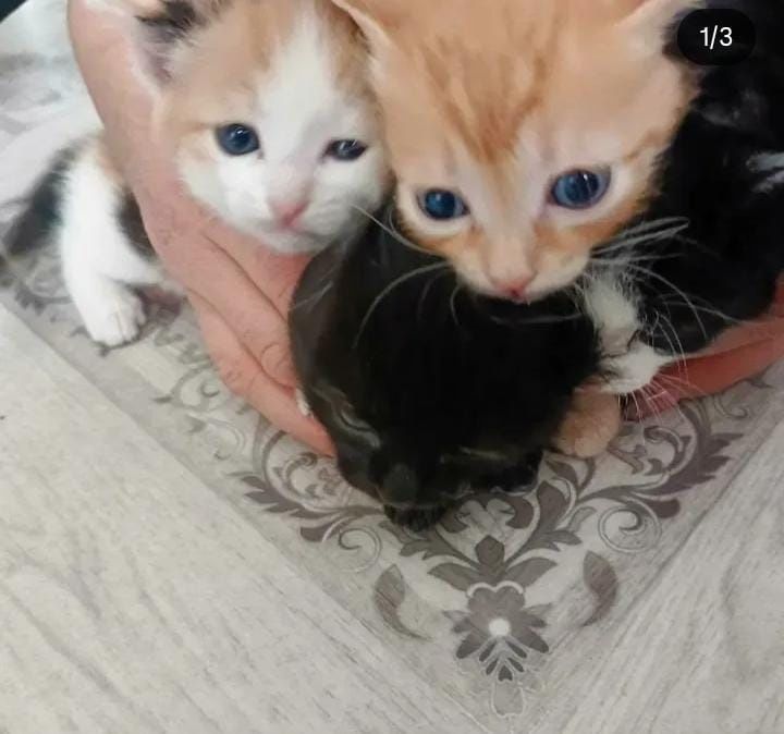Котята в добрые руки