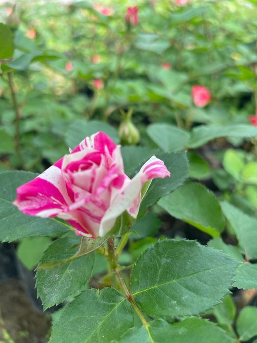 Роза  көшеттер  .