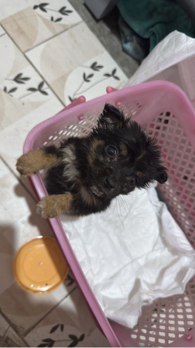 Возьму именно такого щенка