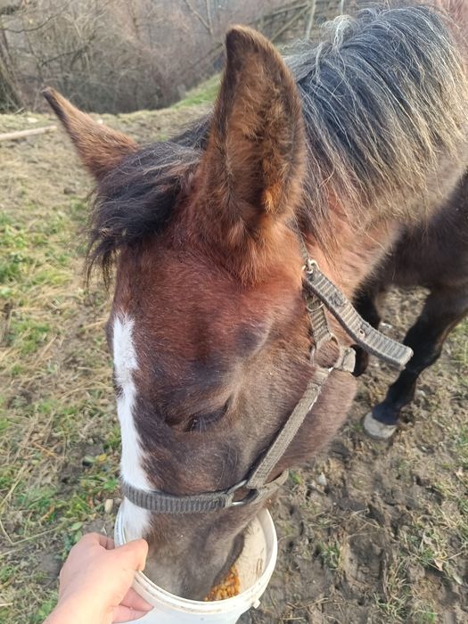 Vând cârlană , un an și șapte luni