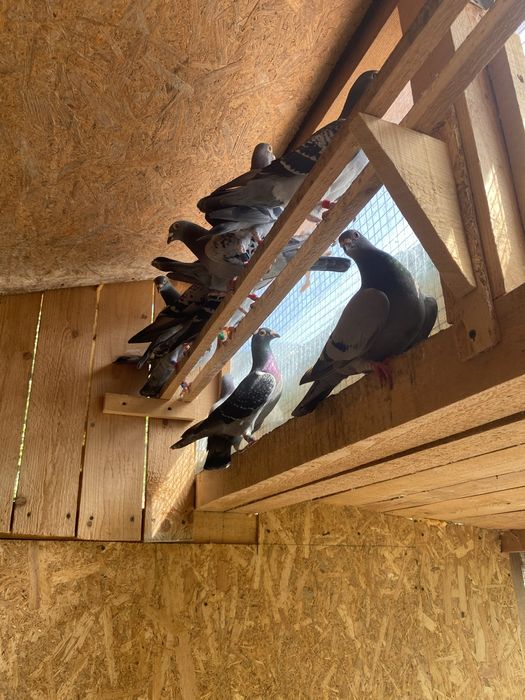 Porumbei de la matca