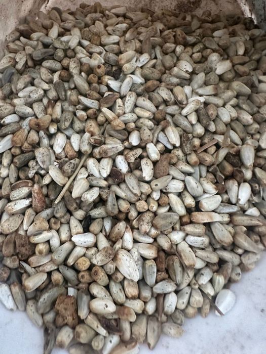 Продам софлор 30 кг