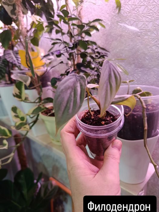 Продам комнатные цветы разные