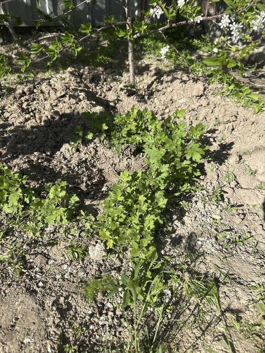 Хризонтемы,Калакольчики штучно