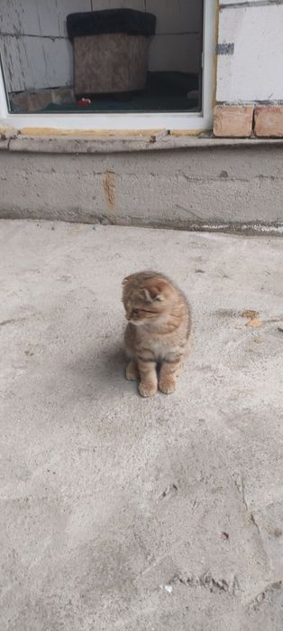 Мушукча сотилади