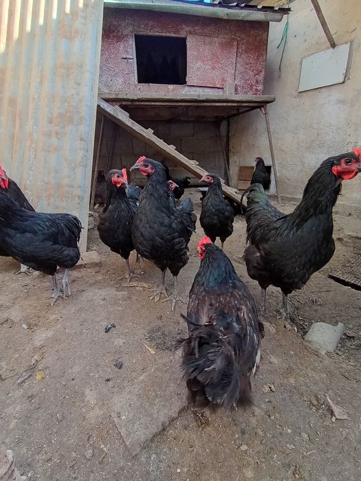 Găini Australorp