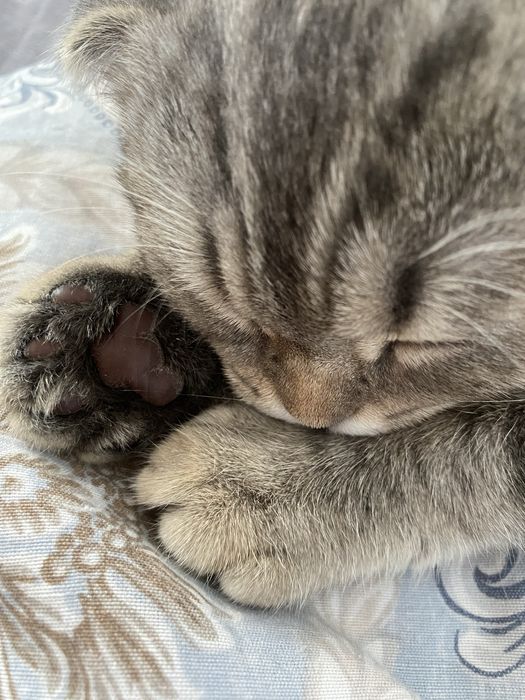 Мысык сатылады шотланский