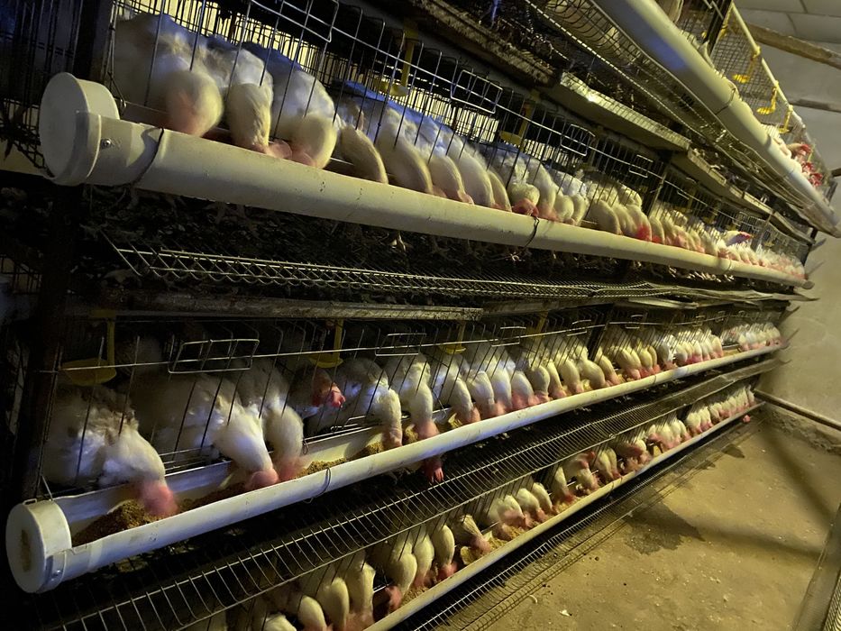 Клеточная систем для несушек