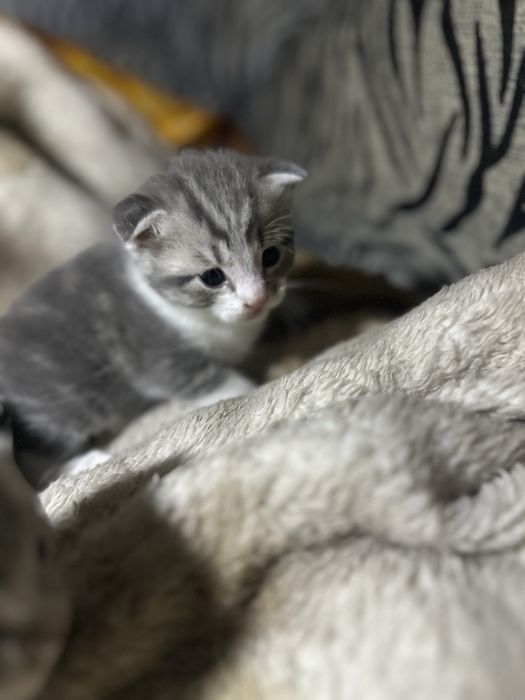 Продам вислоухие котят
