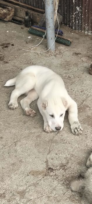 САО еркек күшігі