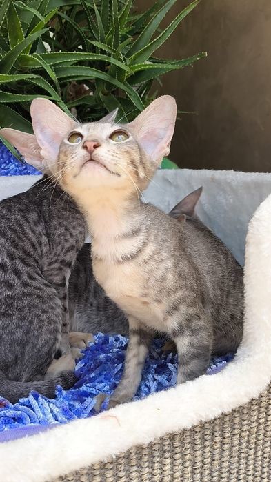 Очень Редкие ГОЛУБЫЕ ( леопардовые )  Ориенталы