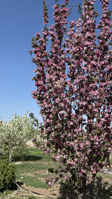 Продам дачу на Баме  2 участка