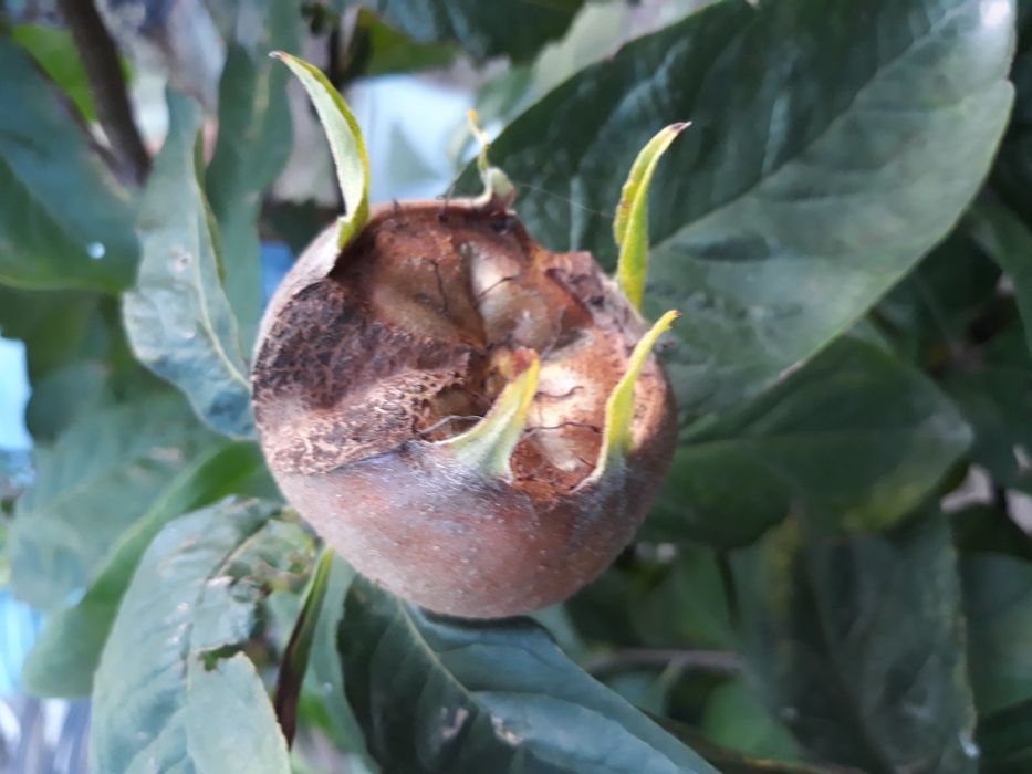 Pomi fructiferi certificati