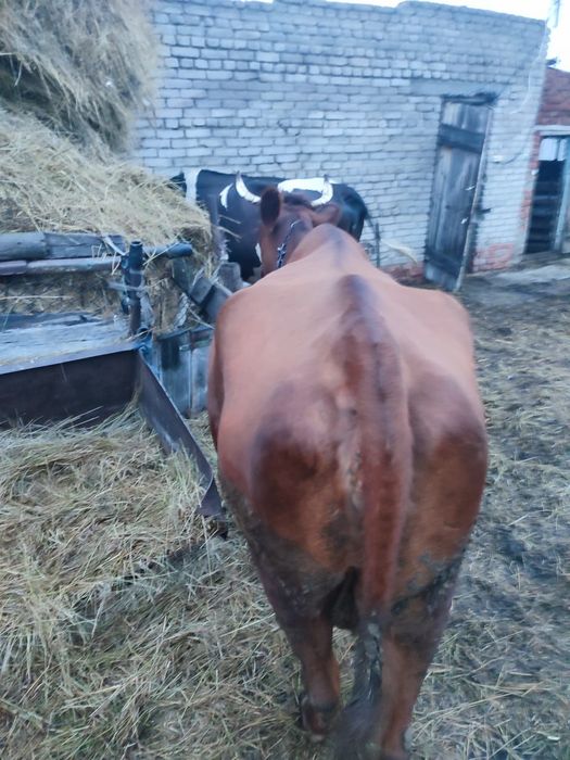 Продам корову дойную