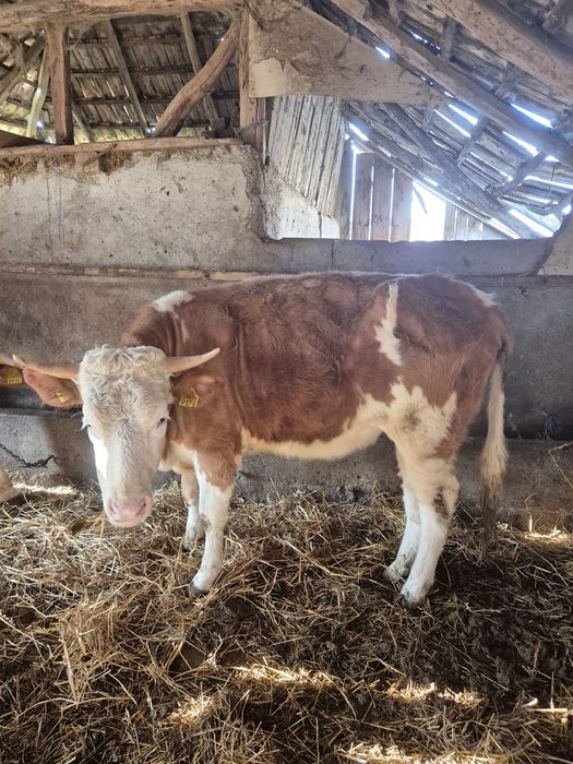 Vand jurinci gestante