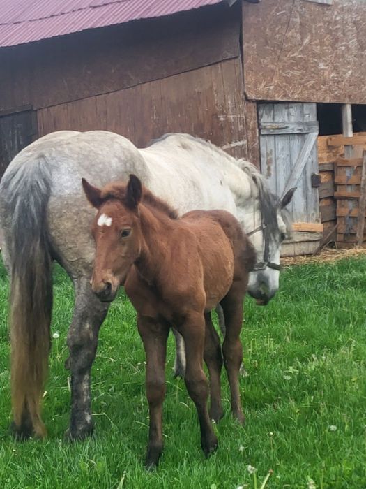 Da vânzare iapa de 8 ani cu mânza  de 1 luna iapa trăgacie buna se afla în Mediaș mai multe  detalii la 0749374656 nu răspund la mesaje
