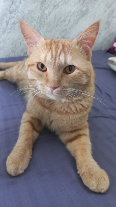 Отдам в хорошие руки кот