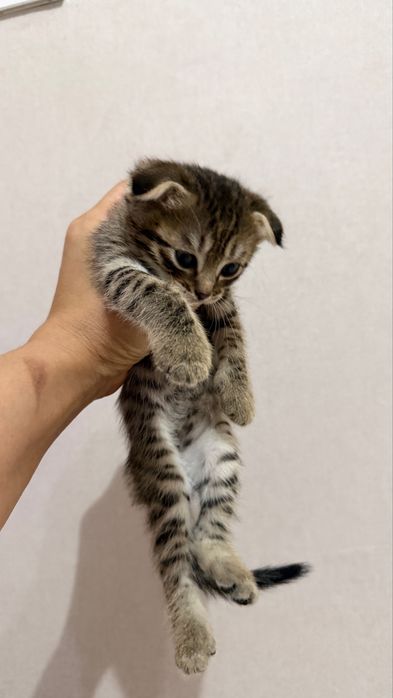 Продаются котята