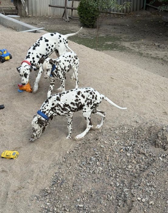 Далматин, далматинец 7айлық күшік