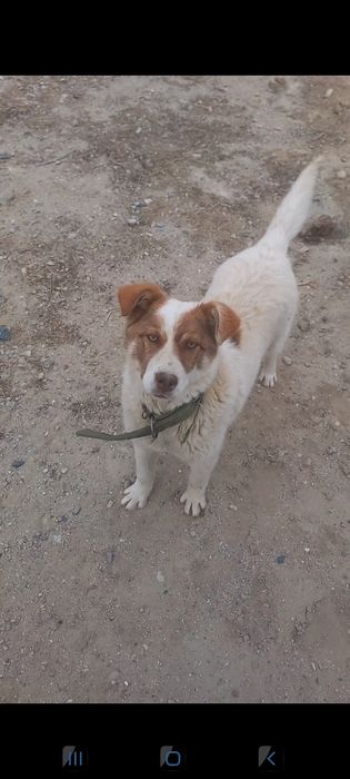 Продаеться собака