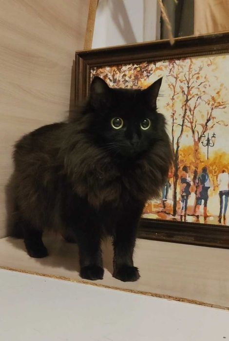 Пушистая красавица ищет дом