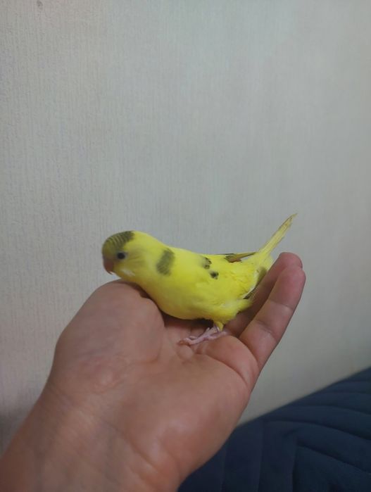 Птенцы попугаев ручные