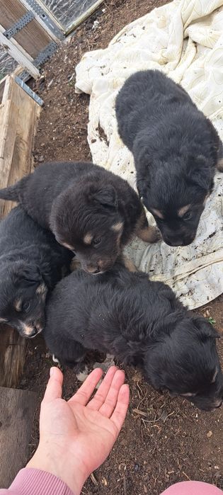 Отдам щенят ласковые и игривые