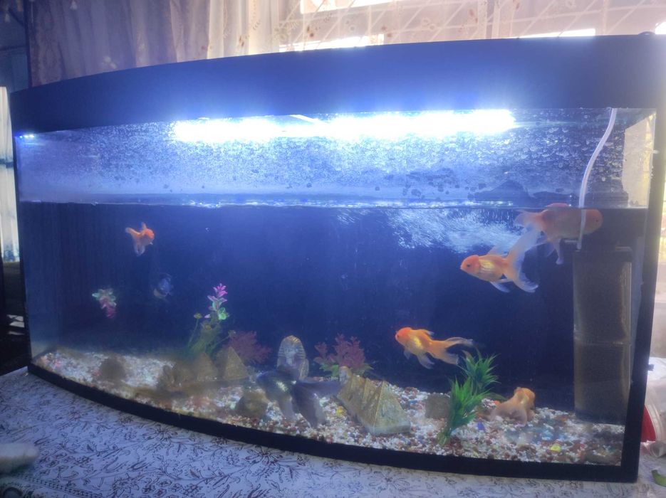 Akvarium balqlari bilan birga sotiladi