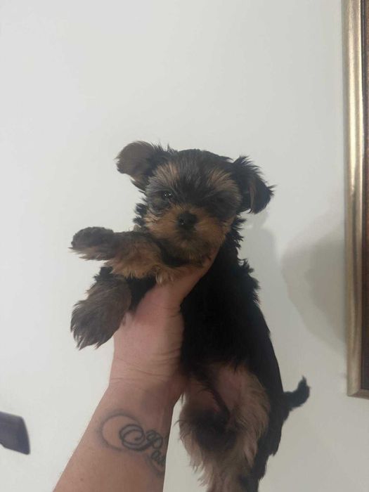 Йоркширски териер