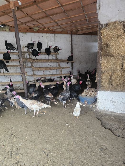 Индюк тер сатылады