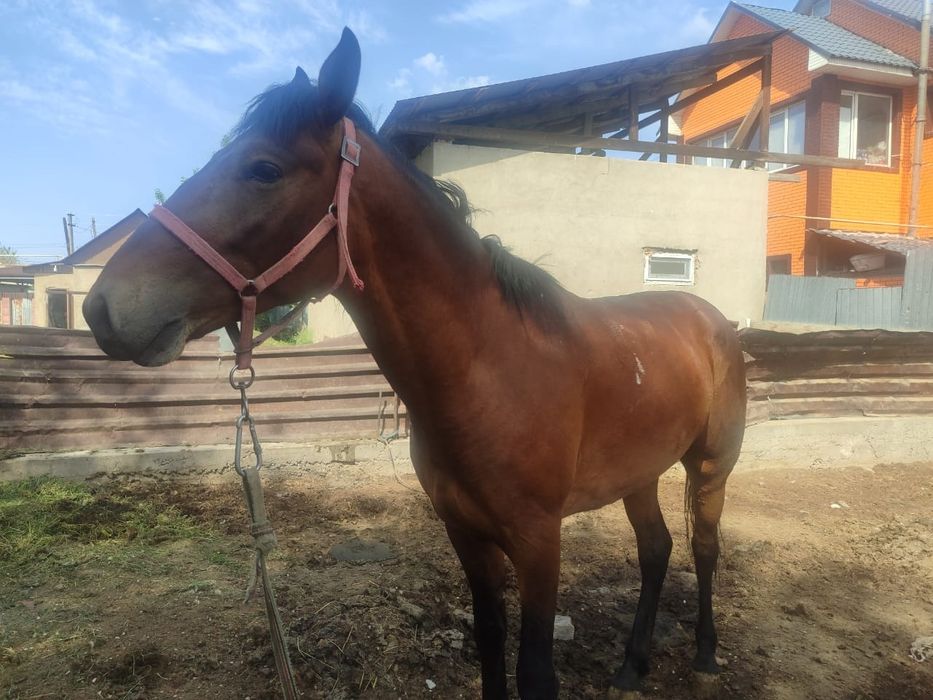Жылкы сатылады 4жасар келисим бар
