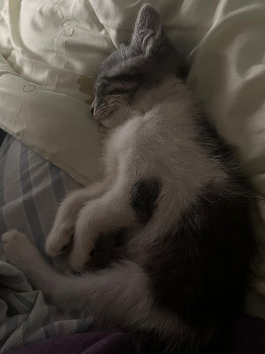 котенок, девочка