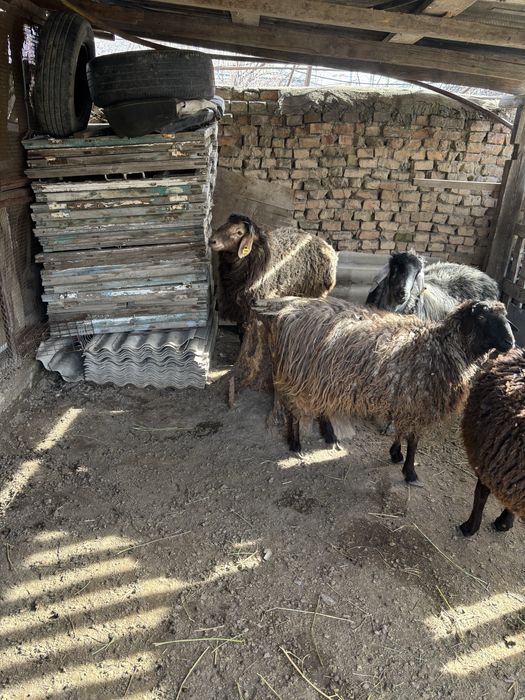 Қойлар сатылады семіз