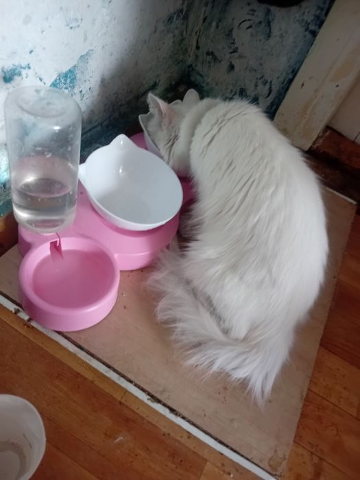 Кошка в хорошие руки