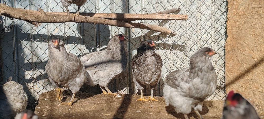 Ouă araucana pentru incubat.