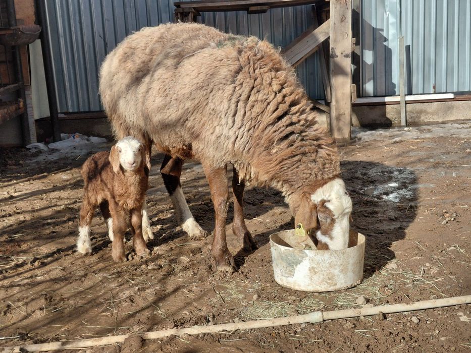 Қозы анасымен сатылады