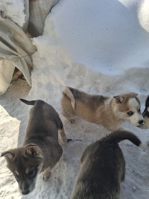 Продам щенков Сибирской Хаски