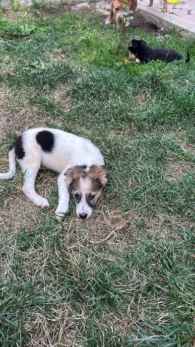 Щенки 2х месячные